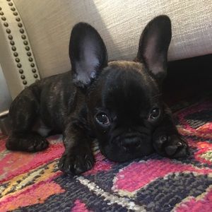 Meet your Posher, Jesse